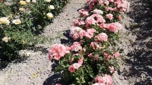 Джеки Фаворит- парковая роза, Тиамо - парковая роза. Пи?