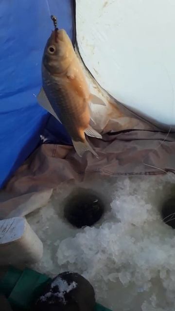 Рыбалка дело клёвое(1) смотреть онлайн