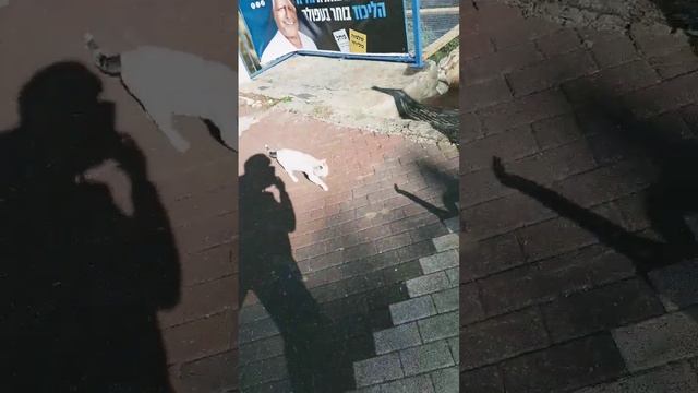 КОШКИ КАКИЕ ЕСТЬ СЕЛИ ЕСТЬ смотреть онлайн