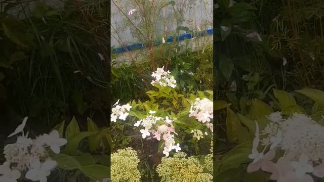 Гортензия Конффети,низкая обрезка, майские заморозки. смотреть онлайн