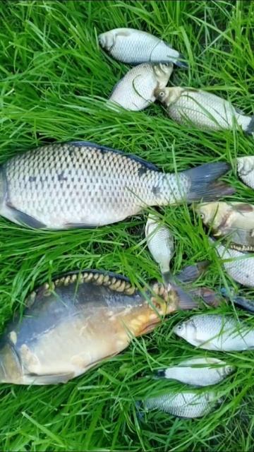 #блесна #вертушка #воблерынащуку #подпишись #fishing #рыба? смотреть онлайн