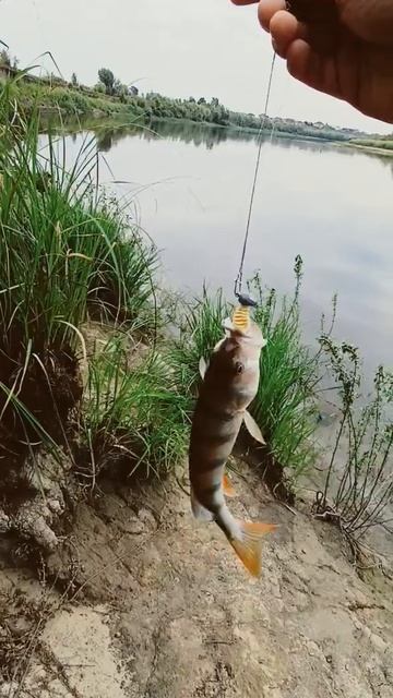 Тот же день ОКУНЬ у берега Relax Turbo Twister 2 дюйма #relax#relaxfishin