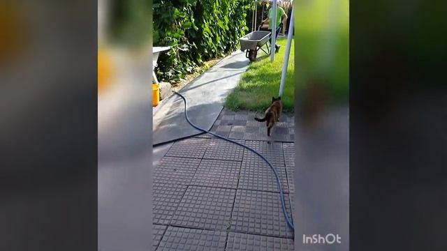 РАЗОБРАЛИ НАВЕС. ПЕРЕВОЖУ БРЕВНА. 15.08.22 смотреть онлайн