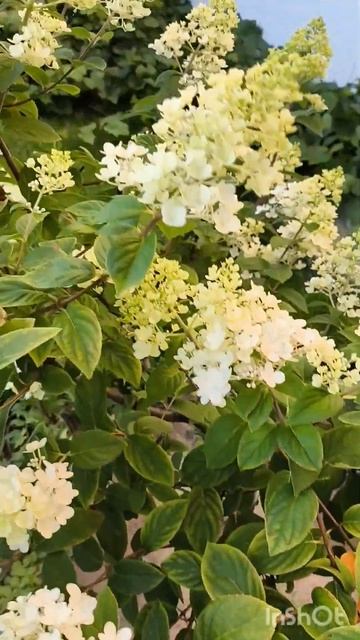 Воскресенск, лето, метельчатая гортензия Ванила Фрайз смотреть онлайн