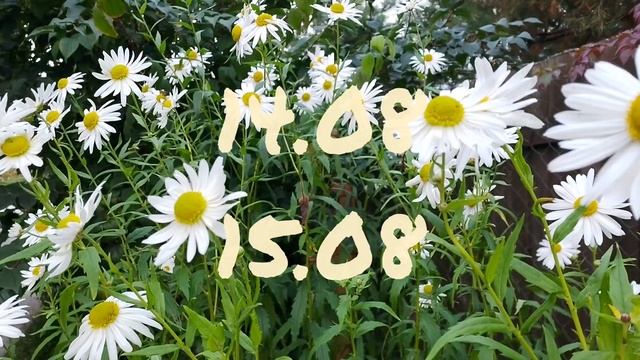 Лунный календарь для цветоводов с12.08-18.08.24г. смотреть онлайн