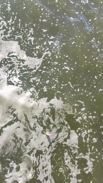 Прогулялся по Набережной реки Казанка г. Казань. #рыба смотреть онлайн