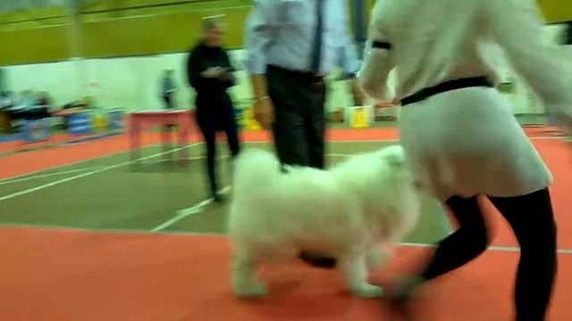 Fioro Ganni Mark Avreliy.Кобель Кл. Чемпионов выставка 4 марта Ника смотреть онлайн