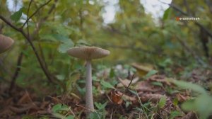 10 Удивительных фактов о грибах, которые вас поразят!