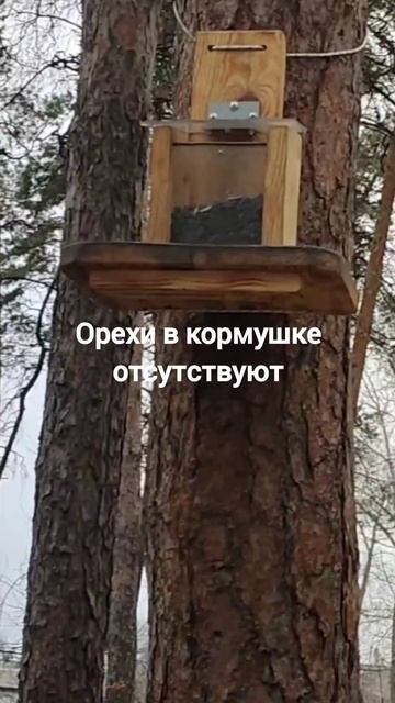 Орешки ели белки! 😀 смотреть онлайн