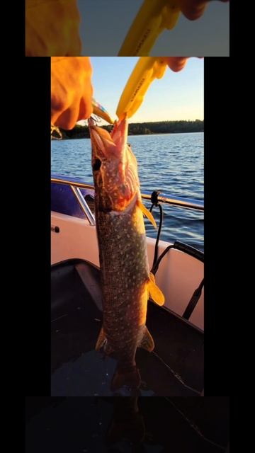 Рыбалка на Ладоге смотреть онлайн