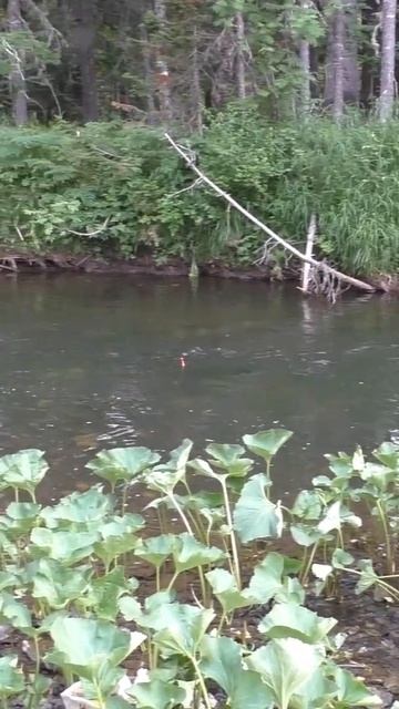 1859 Удочка Поплавок Тайга Рыбная Струя #дмитрийяков #ры смотреть онлайн