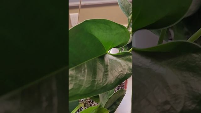 15 января 2025. Результат переукоренения антуриума. Пере?