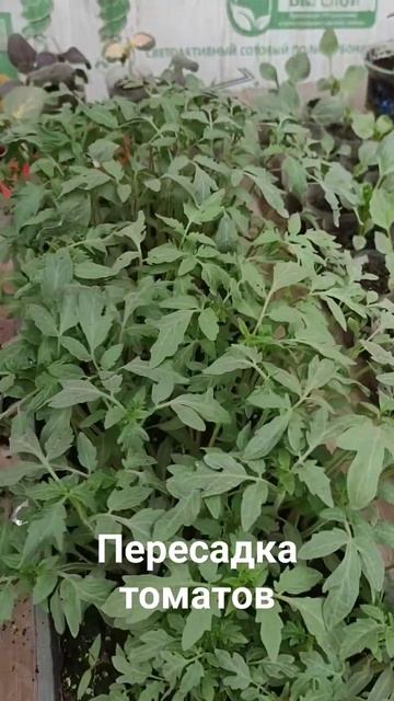 Пикировка - это пересадка рассады в молодом возрасте.#