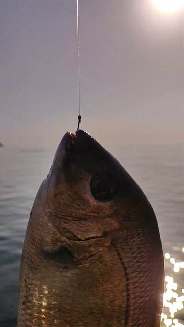 Морская рыбалка. Ловил зубаря а словил карася на траву