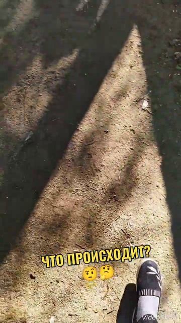 #сарай #кошки #коты #заботаоживотных #животные #cat #реко? смотреть онлайн