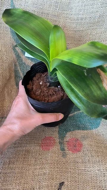 Кливия широколистная Будда, Свет Будды (Clivia Broad leaf Light of смотреть онлайн