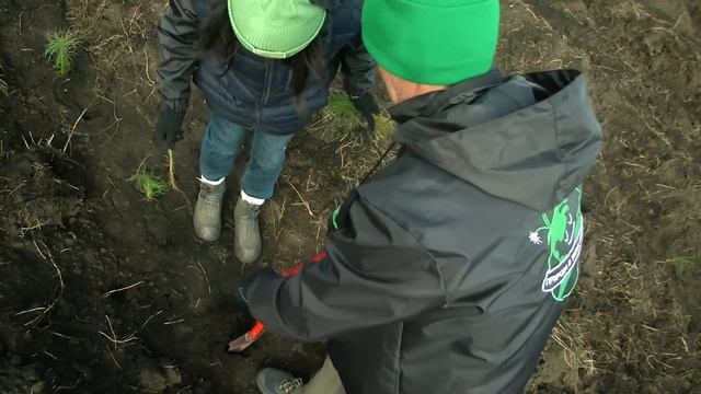 Посадка леса в Новосибирской области 2023 год смотреть онлайн