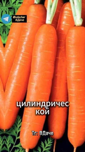 Сладкие сорта моркови ✨ #огород #дача #сад смотреть онлайн