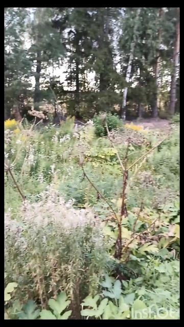 мёртвый борщевик, 2 часть. смотреть онлайн