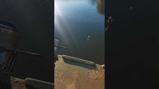 Дроп шот с помощью мальками)