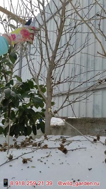 Обрезка деревьев и кустарников в Краснодарском крае #? смотреть онлайн