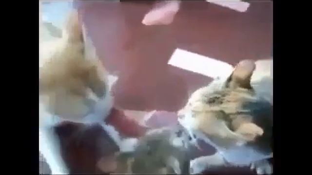 Приколы с кошками Бесплатные приколы видео про кошек Юмор! Прикол! Смех Смотри!