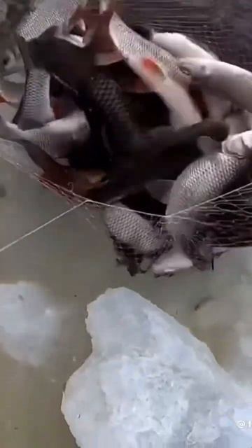 Рыбалка на павук подъёмник #рыбалканапавук#рек#сазан # смотреть онлайн