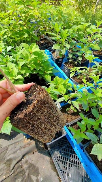 КОГДА ВЫСАЖИВАТЬ ГОРТЕНЗИИ #гортензии #метельчатаяго? смотреть онлайн