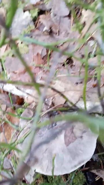 Когда заканчивается сезон сбора грибов 2024 Рядовка \ When смотреть онлайн