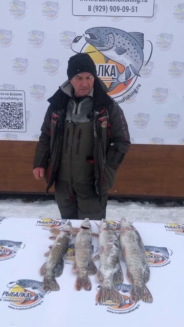 Улов щуки на балансир зимой. Платная рыбалка в Подмоск смотреть онлайн