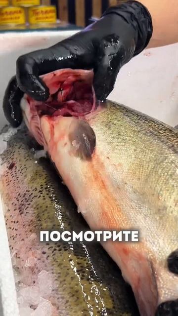 ОХЛАЖДЕННАЯ ФОРЕЛЬ ИЗ КАРЕЛИИ 🤩 смотреть онлайн