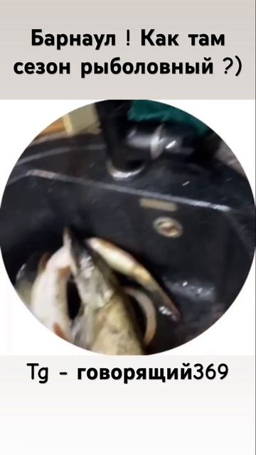 Как с комарами боритесь.?😂😅 #барнаул #дуэт #юмор #прик