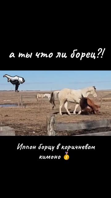 БОРЕЦ ЛОШАД😂 #horse #доконца
