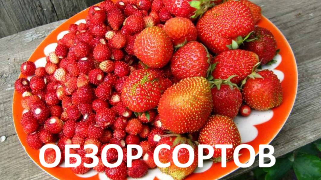 Обзор сортов земляники и клубники(архив) смотреть онлайн