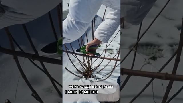 Обрезка метельчатой гортензии Самарская Лидия #обрез? смотреть онлайн