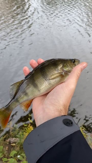 Рыбалка в спб #микроджиг #рыбалка #рыбалкавспб #fishing #ул смотреть онлайн