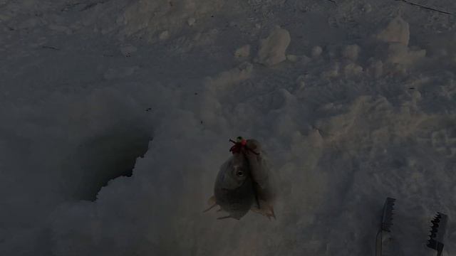 ЧАНЫ 2025! РЫБАЛКА С ДРУГОМ В ЛЕДОВОМ ДВОРЦЕ.