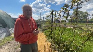 Уход за ежевикой весной или как получить крупные и сла