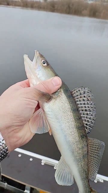 Малый старик. Судачок. смотреть онлайн