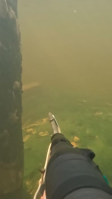 Подводная охота на Ипути, встреча с жерехом. смотреть онлайн