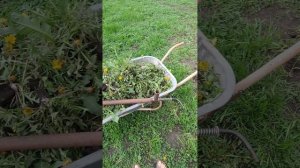Удалитель (экстрактор) сорняков своими руками.