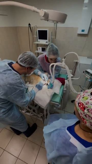 Удаление зубного камня у собаки 🐕
