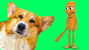 КАК ГРОХНУТЬ ТУН ТУН ТУН САХУРА? Корги Кекс Говорящая собака