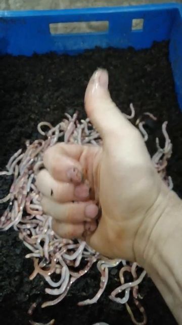 Черви,маточники,коконы дэндробэны#черви#садоводничес смотреть онлайн