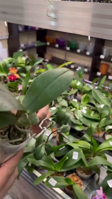 #данапротасова #orchid #орхидеи #фаленопсис #орхидеибабоч