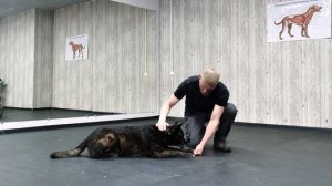 Как научить собаку команде ЛЕЖАТЬ 🐶 Как научить щенка слышать команду «Лежать» 🐕