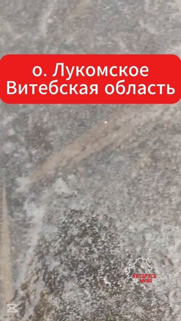 Вот такие косяки рыбы заметили на Лукомском озере в Ви
