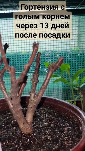 Гортензия "голый корень" через 13 дней после посадки. смотреть онлайн