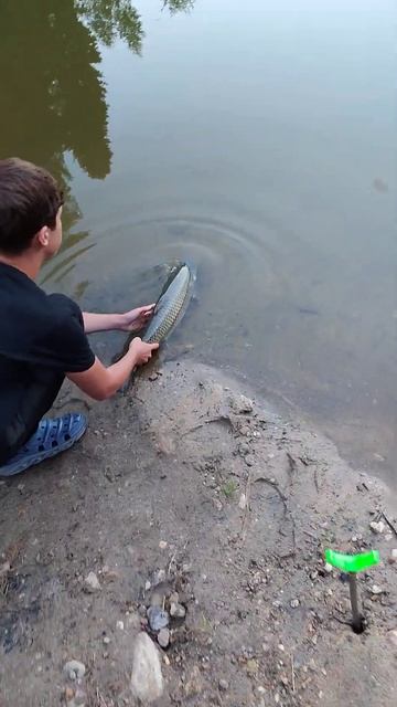 отпускаю свой трофей #fishing #рыбалка