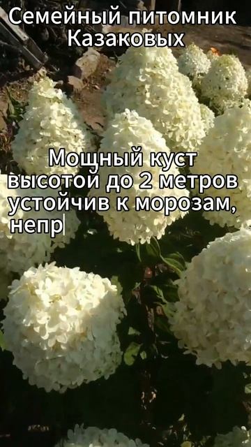 селекшен #гортензияметельчатая